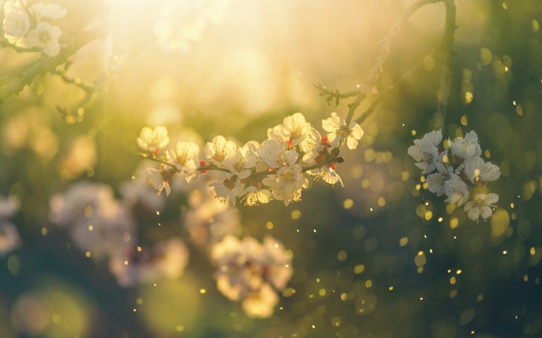 Spring blossom