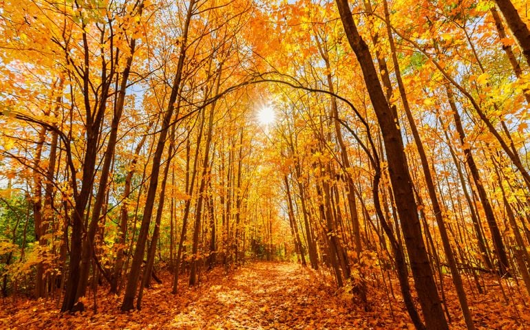 gorgeous inviting view of yellow golden color autumn forest on sunny warm great day