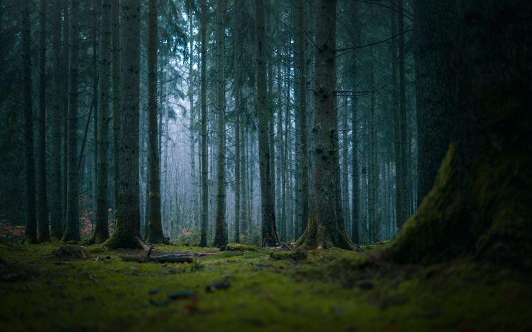 moody forest fog moss