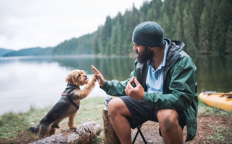 Cute little terrier dog giving high five to his owner at a camping