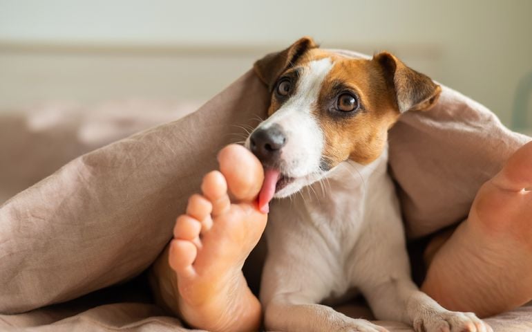 The dog jack russell terrier lies with the mistress on the bed and licks her feet.