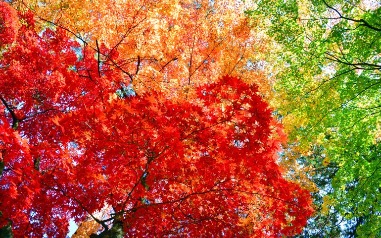Three-color autumn leaves