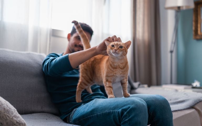 young man sitting on a gray sofa caresses the head of a brown tabby cat