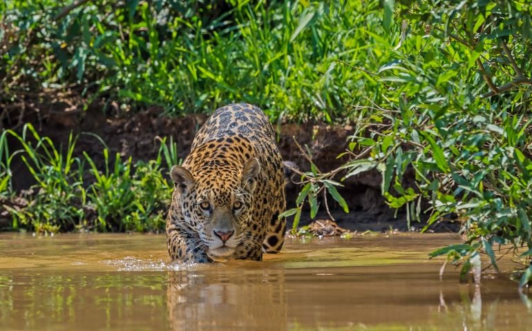 The jaguar