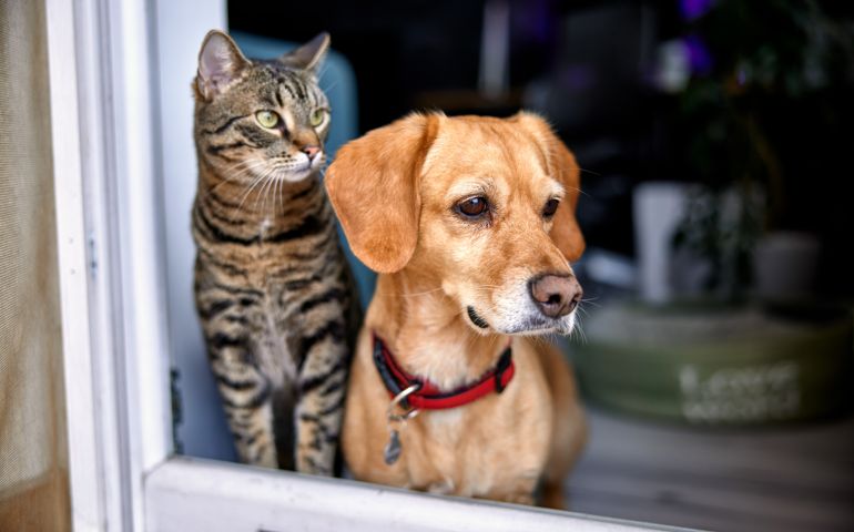 dog and cat as best friends, looking out the window together