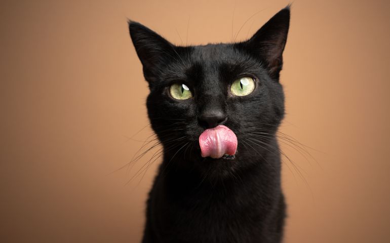 hungry black cat licking lips waiting for food on beige or light brown background with copy space