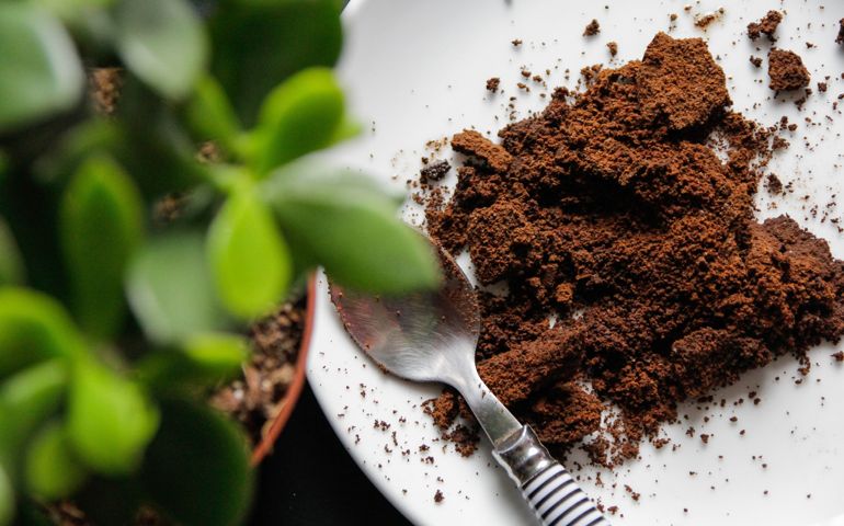 Coffee grounds for plants