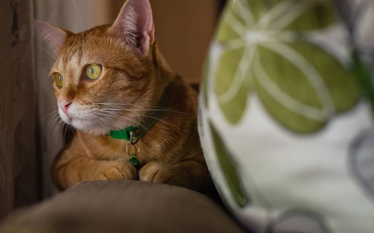 Domestic cat sitting alone on the couch