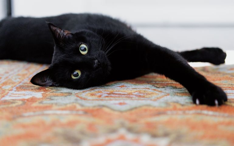 Close-up of black cat stretching on rug in bedroom