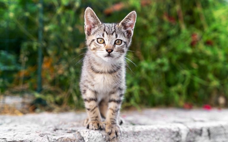 A small striped kitten is sitting outside on the asphalt in the park.
