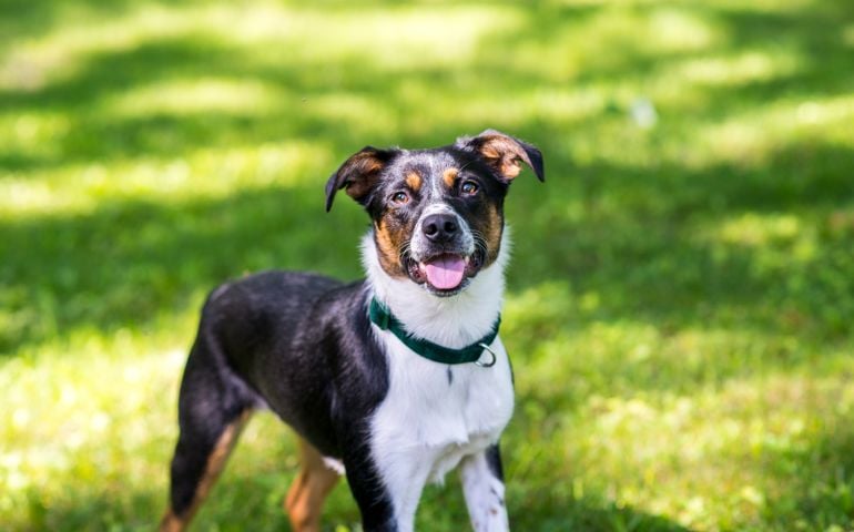 Closeup of a smiling, mixed breed pet dog wearing a green collar.