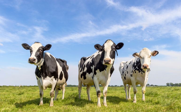 3 Cows black and white group together in a field, happy and joyful and a blue sky, a wide view, looking shy and curious