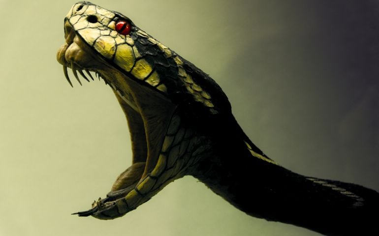 Close-Up Of Snake With Mouth Open