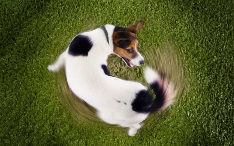 Jack Russell Terrier Chasing Own Tail