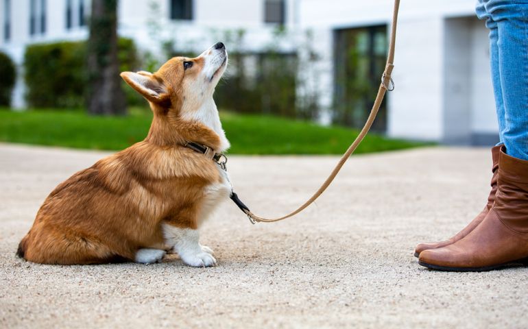 dog with a leash looking up at owner
