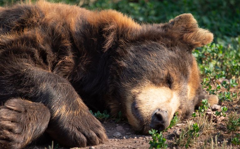 Peacefully sleeping brown bear in the wilderness
