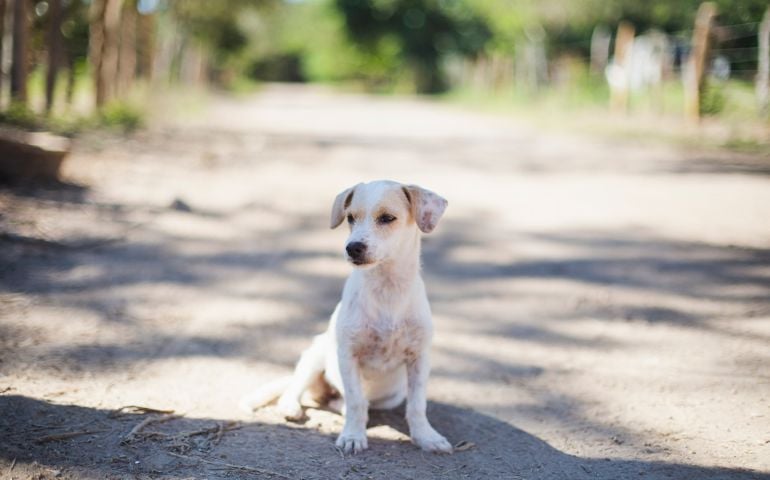 Portrait of a cute dog