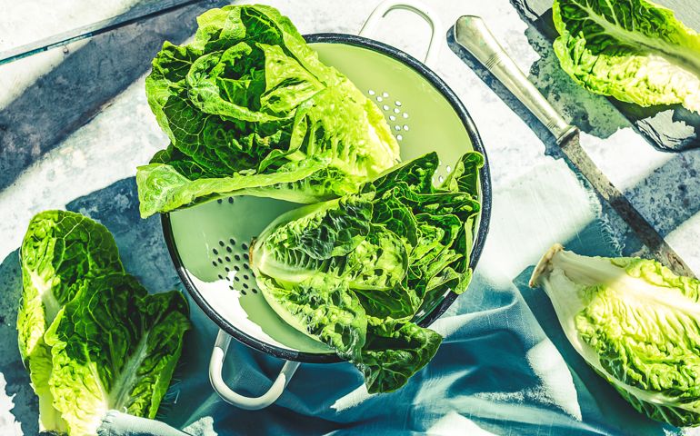 Romaine lettuce