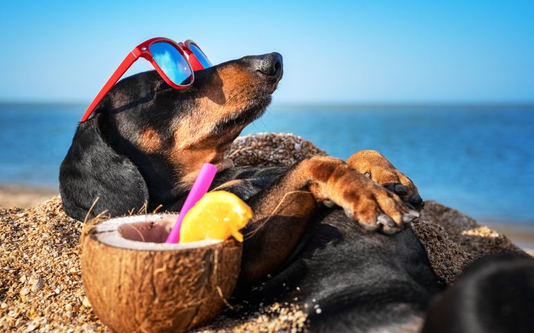 beautiful dog of dachshund, black and tan, buried in the sand at the beach sea on summer vacation holidays, wearing red sunglasses with coconut cocktail