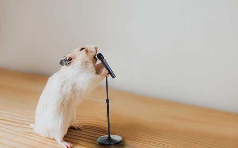 Cute Syrian hamster passionately shouting into a microphone, whilst gripping mic stand. Conceptual with space for copy.