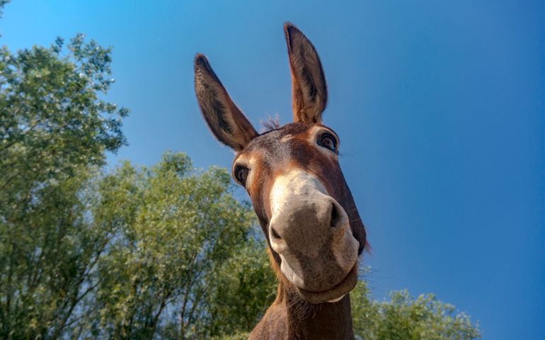 Donkey portrait