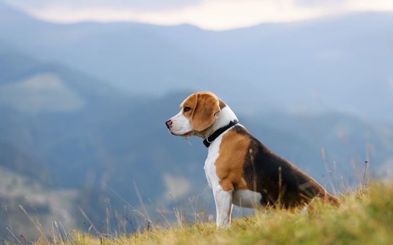 Beagle dog in mountains
