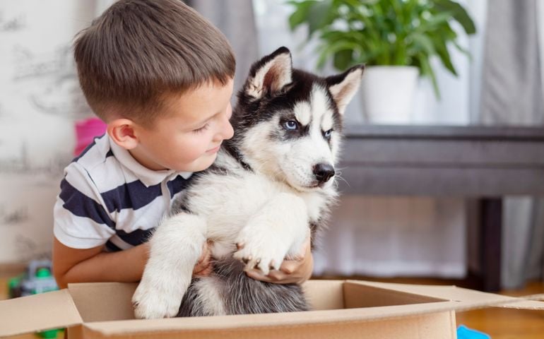 Kid gets out puppy from cardboard box at home.