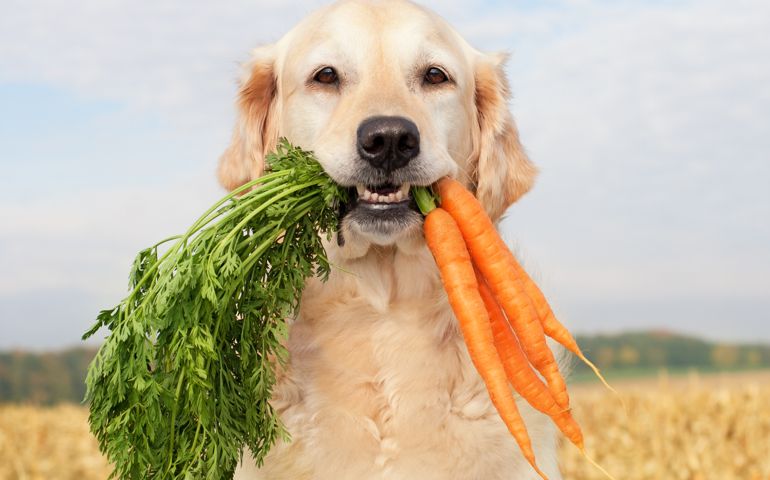 Dog with vegetables