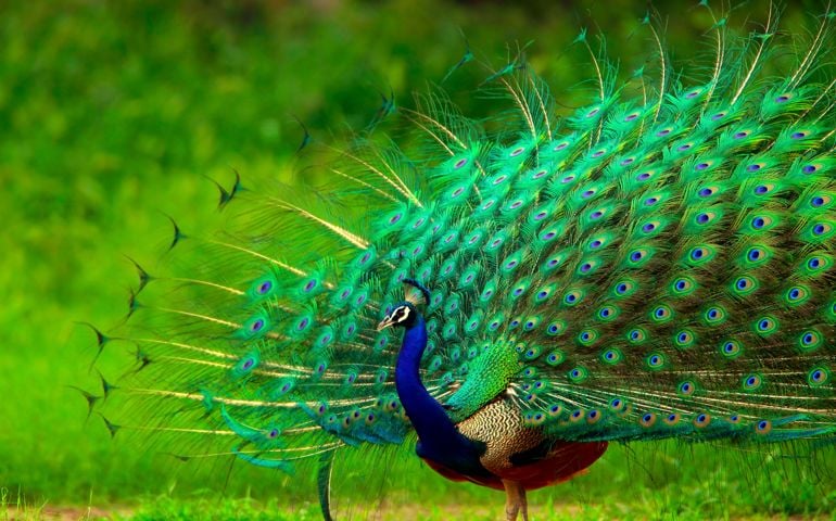 Peacock