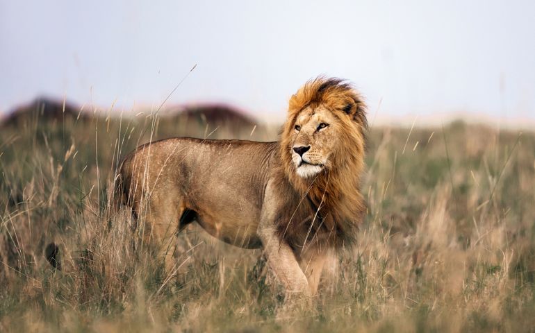 Male lion in Masai Mara national park.