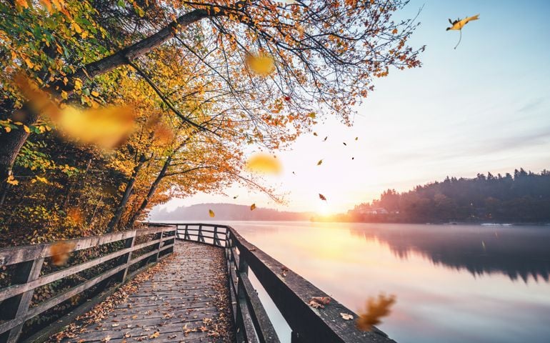 Falling Autumn Leaves By The Lake