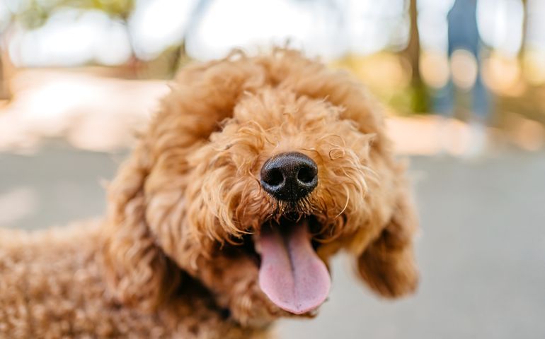 Cute Labradoodle Dog In The Park