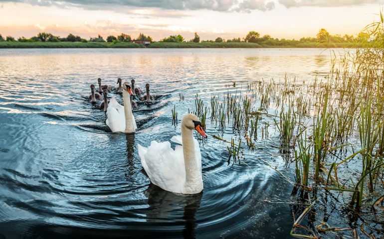 Cute swan family on the evening lake