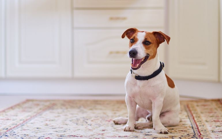 Cute dog jack russel terrier sitting in the kitchen floor