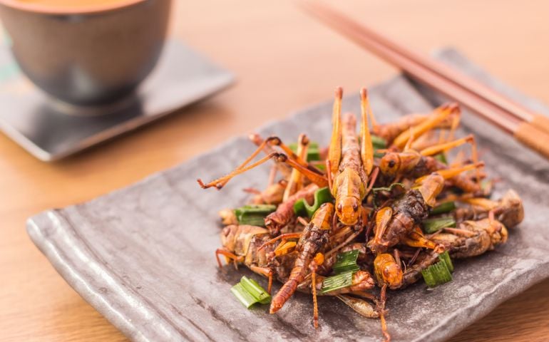 Fried insects
