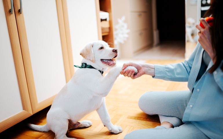 Teaching a puppy to give a paw.