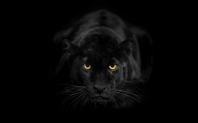 A Black Leopard