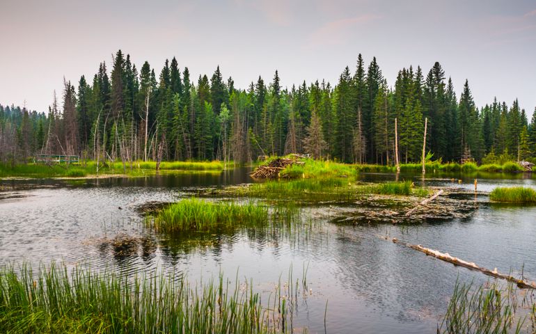 Wetland with Beaver Lodge - Alberta, Canada
