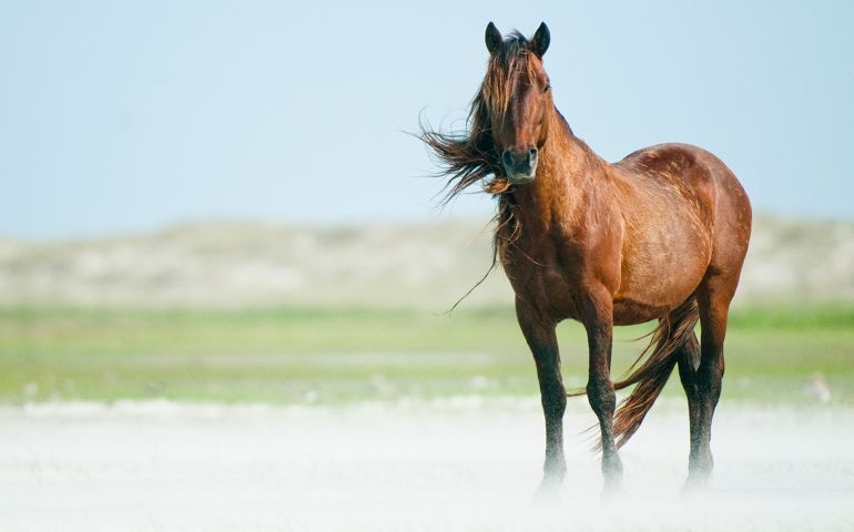 Wild Horse in wind on Outer Banks