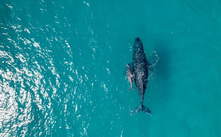 Humpback whale and her calf swimming in the ocean