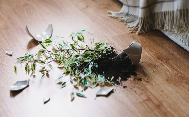 Broken flower pot, damaged houseplant and dirt on the laminate floor in bedroom