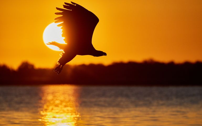 Silhouette of an eagle flying over the sea during the sunset
