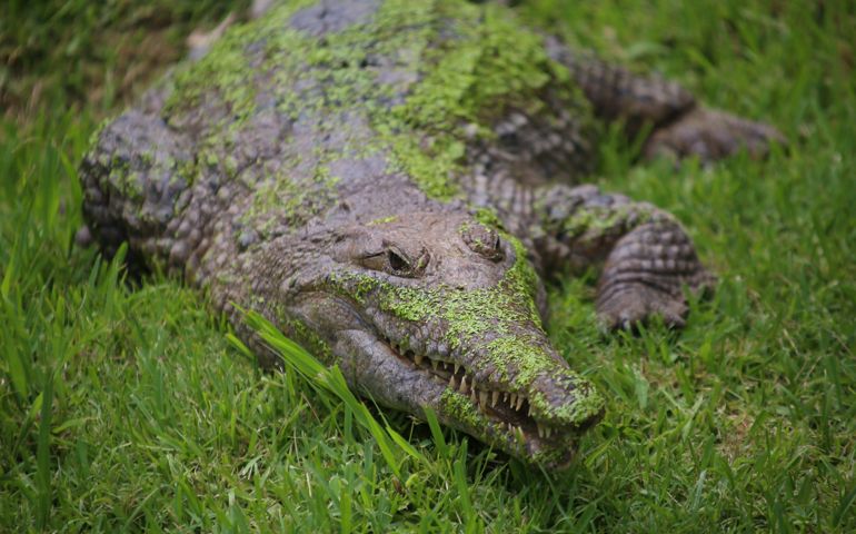 Fresh water crocodile