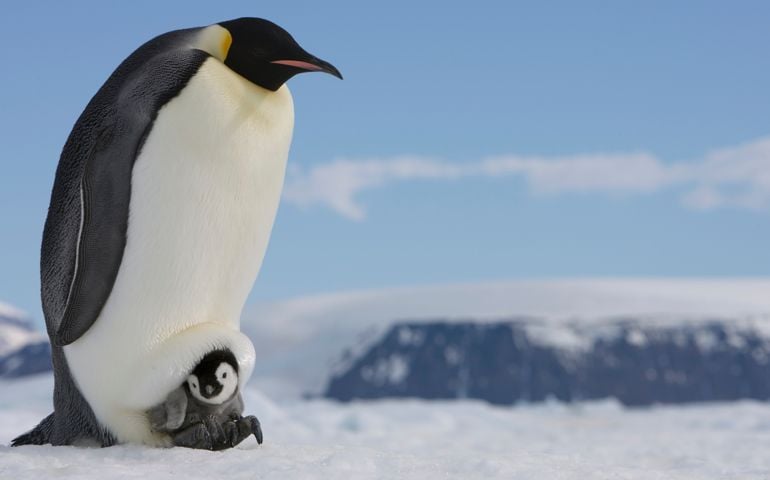 penguin