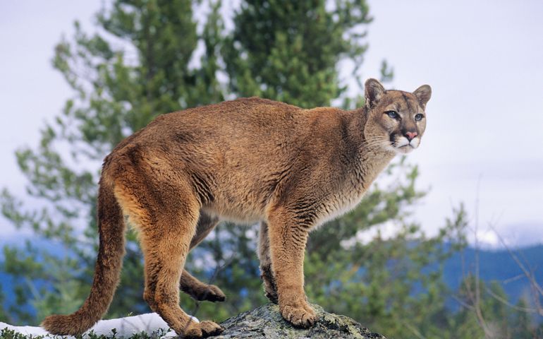 Mountain Lion