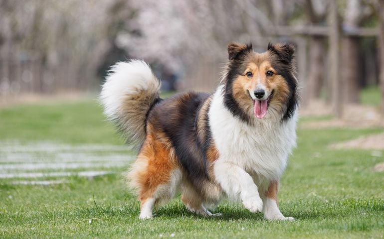 Purebred Shetland Sheepdog outdoors on grass meadow