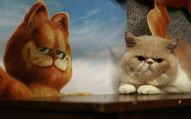 Exotic Shorthair Cats Are Shown To Promote Movie "Garfield"