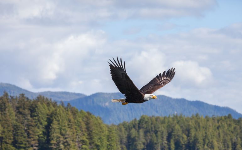 eagles