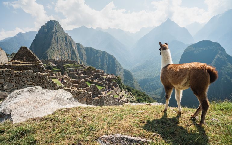 Llama overlooking ruins of the ancient city of Machu Picchu, Peru.