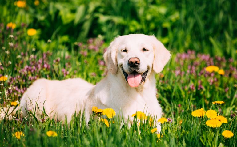 Funny Young Happy Labrador Retriever Sitting In Grass And In Yellow Dandelions Outdoor. Spring Season